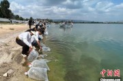 崇左云南江川举行增殖放流活动 逾54万尾鱼游入星云湖